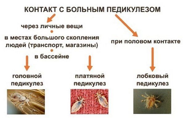 В отделе медико-социальной помощи состоялось плановое занятие на тему "Педикулез".